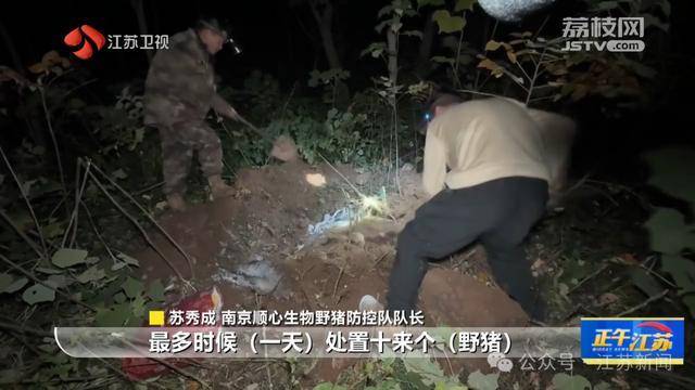 皇冠信用網怎么注册_300斤大野猪被迅速捕猎皇冠信用網怎么注册！南京老山里有一队“野猪赏金猎人”