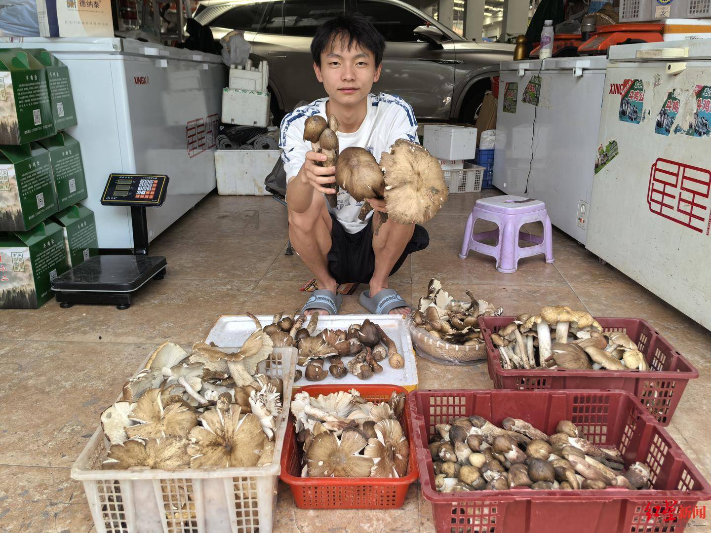 信用平台出租_“天价”鸡枞调查：最贵卖到1800元/公斤！雨水少致产量低信用平台出租，多地价高客少