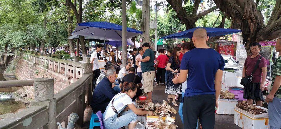 信用平台出租_“天价”鸡枞调查：最贵卖到1800元/公斤！雨水少致产量低信用平台出租，多地价高客少