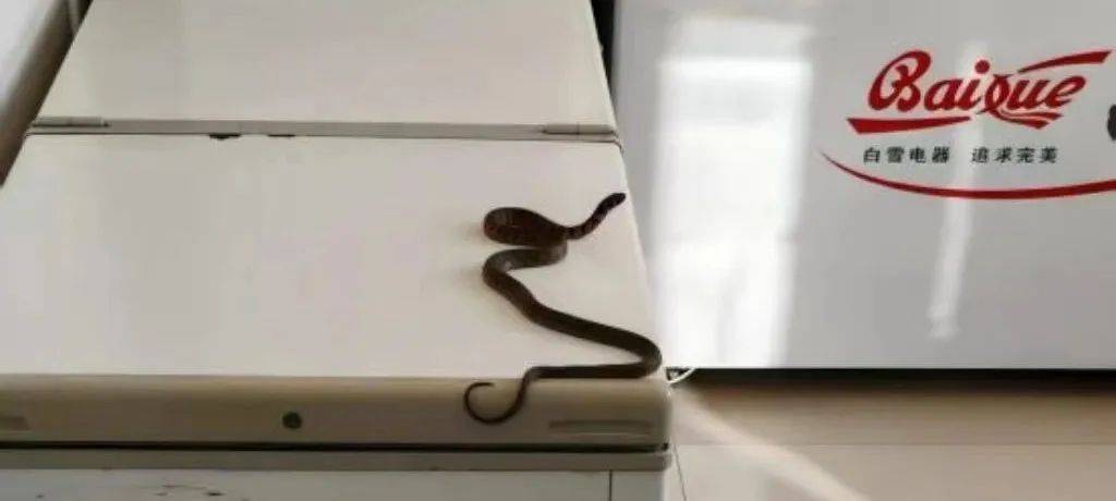 皇冠登3代理申请
_内蒙古赤峰有人拍到了“鸡脖子蛇”皇冠登3代理申请
,有毒!千万小心!