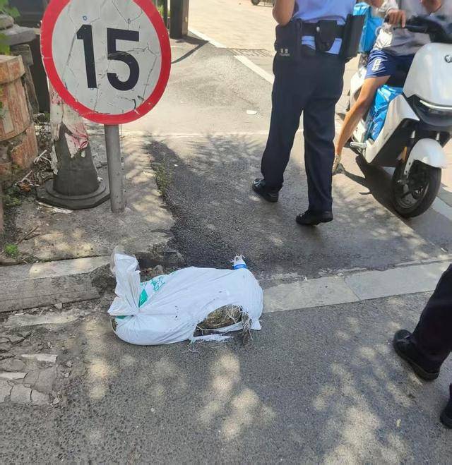 诺和华 vs 特伦托_跑腿骑手送鳄鱼 半道发现是活的