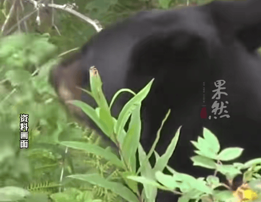 皇冠信用網出租代理_西安一女子上山采摘山茱萸皇冠信用網出租代理，突然被黑熊从身后扑倒撕咬了三四分钟，见她不再动弹后黑熊才离开！家属：头部、手腕及耳朵被咬伤