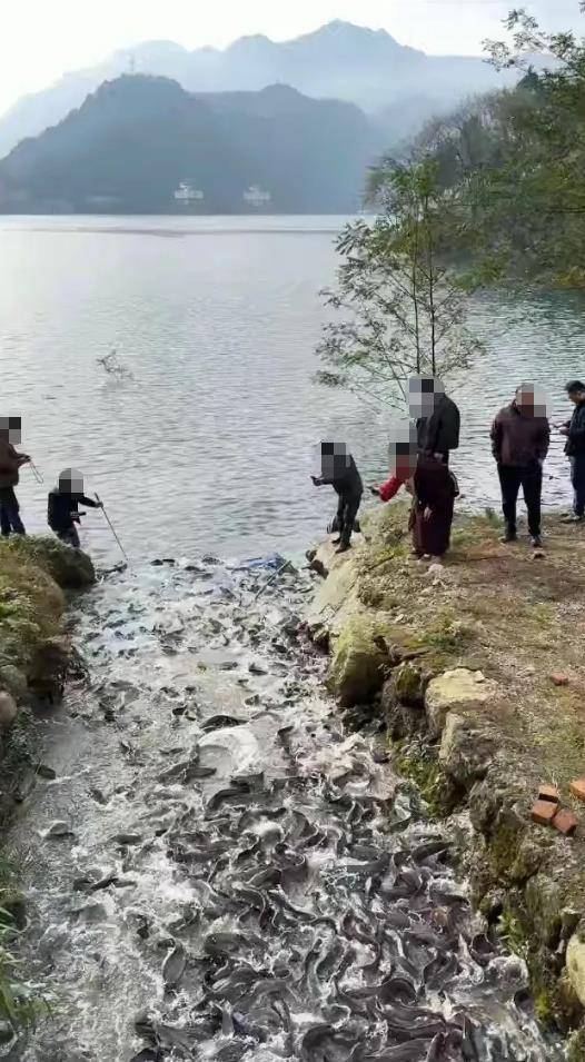 信用盘如何申请_都江堰一水库被放生万斤外来物种埃及塘鲺？官方澄清：已进行阻止和打捞信用盘如何申请，经鉴定是本地八须鲶