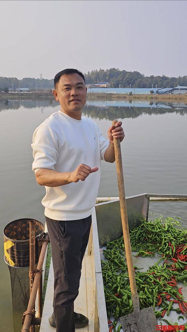 皇冠b盘
_谁说湖南只有人爱吃辣皇冠b盘
,长沙小伙日投2000公斤辣椒喂鱼