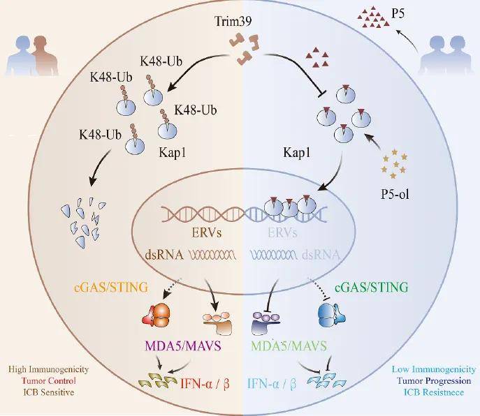 皇冠信用网登123_“长期缺乏性行为皇冠信用网登123,会显著加速肿瘤生长” 华中大最新研究:保持性行为有利于抗癌